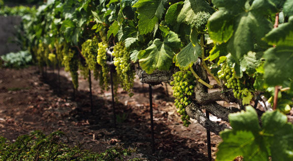 bodegas5