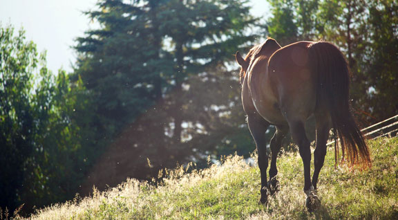 A caballo