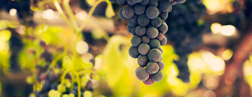 Vinoterapia