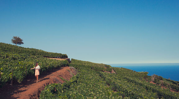 Wines