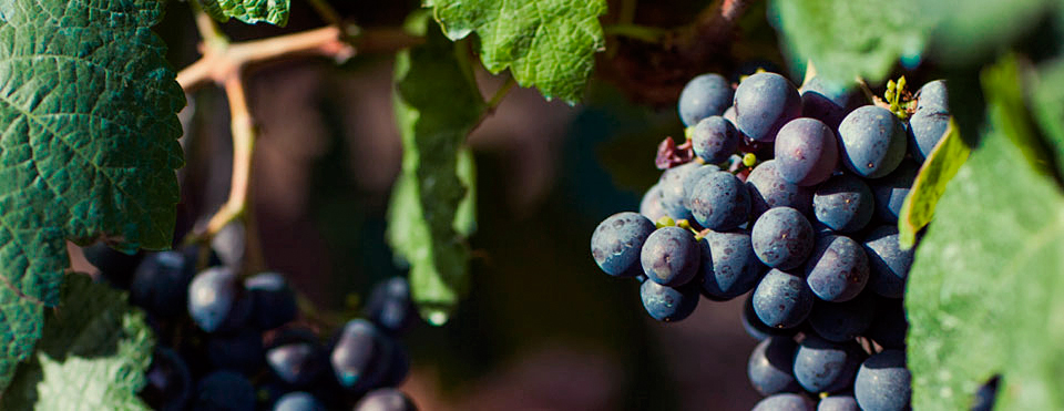 Tipos de uva