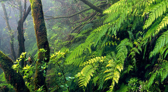 Flora y Fauna